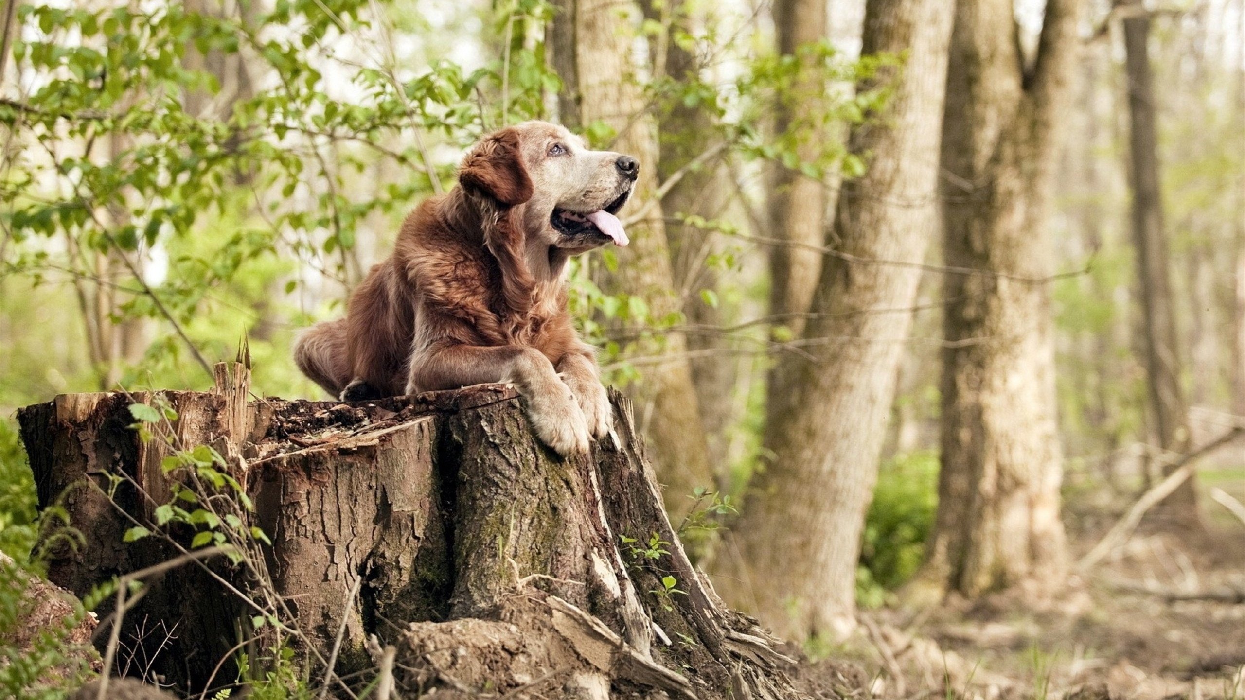 九游9游-史上最震撼的“曾经的冠军”逆袭记，韩国纪录片逆袭冠军